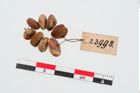 Foto von Perlenkette (NHMW-PRAE-023998)